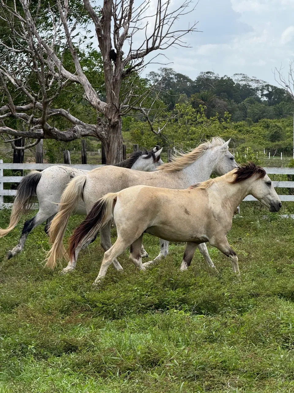 Cavalos em excelente estado, prontos para o trabalho!