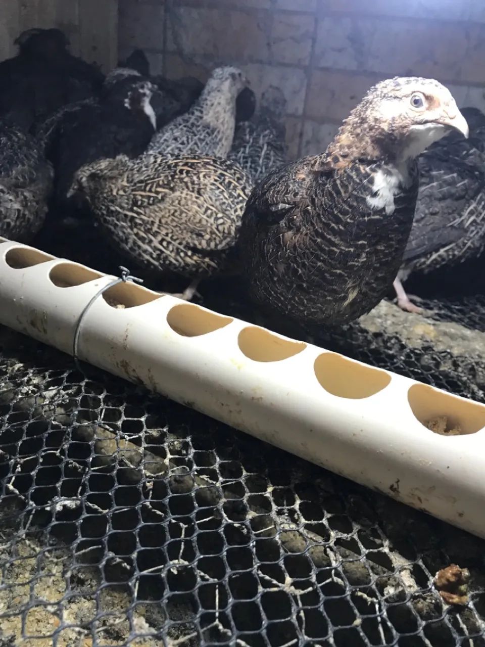 Codornas gigantes  - Foto 4