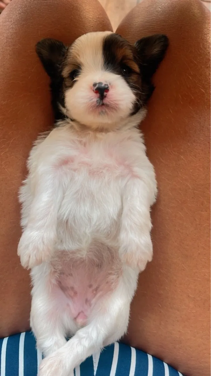 Filhote de Shih Tzu para adoção