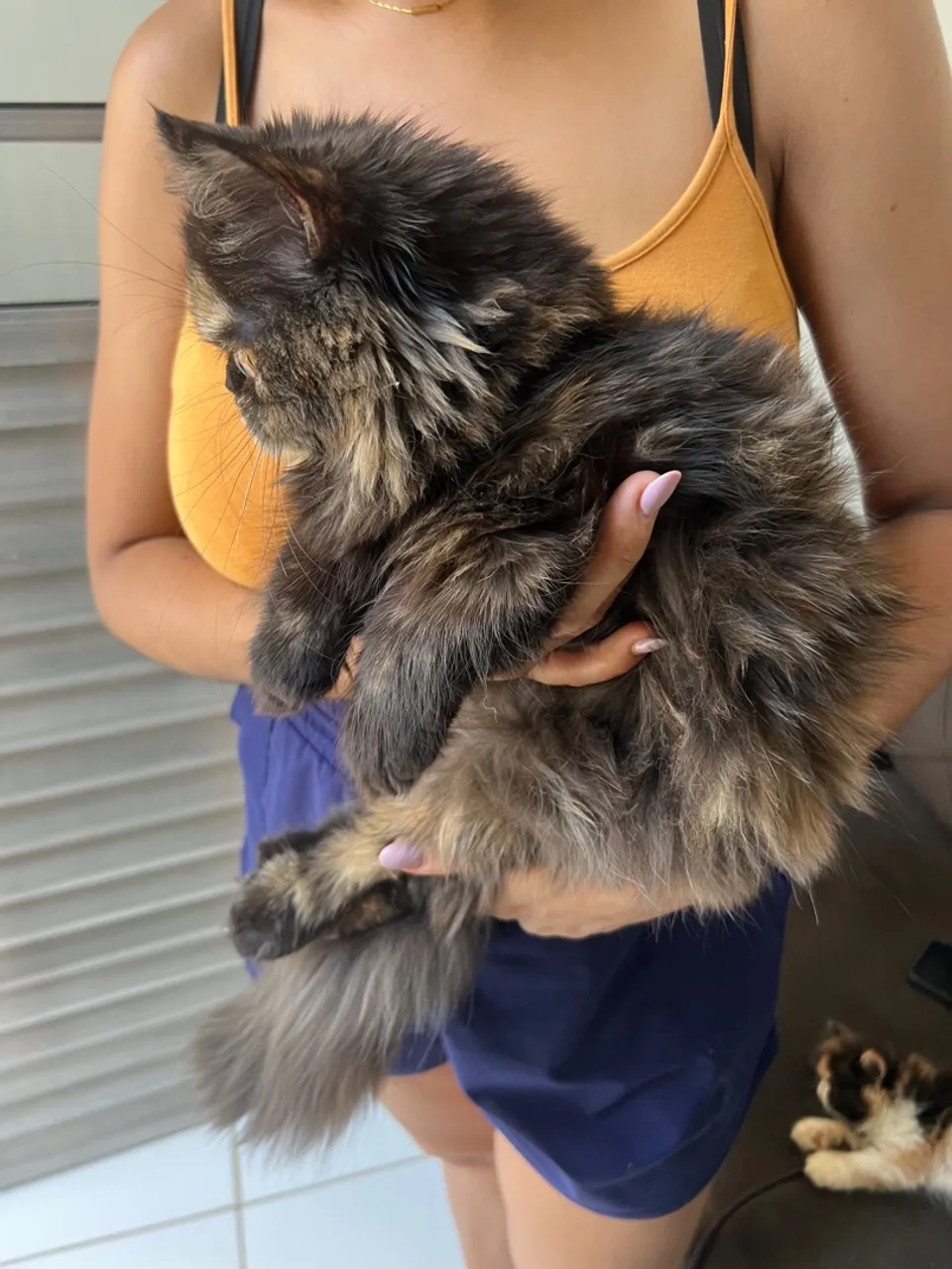 Gata Persa
