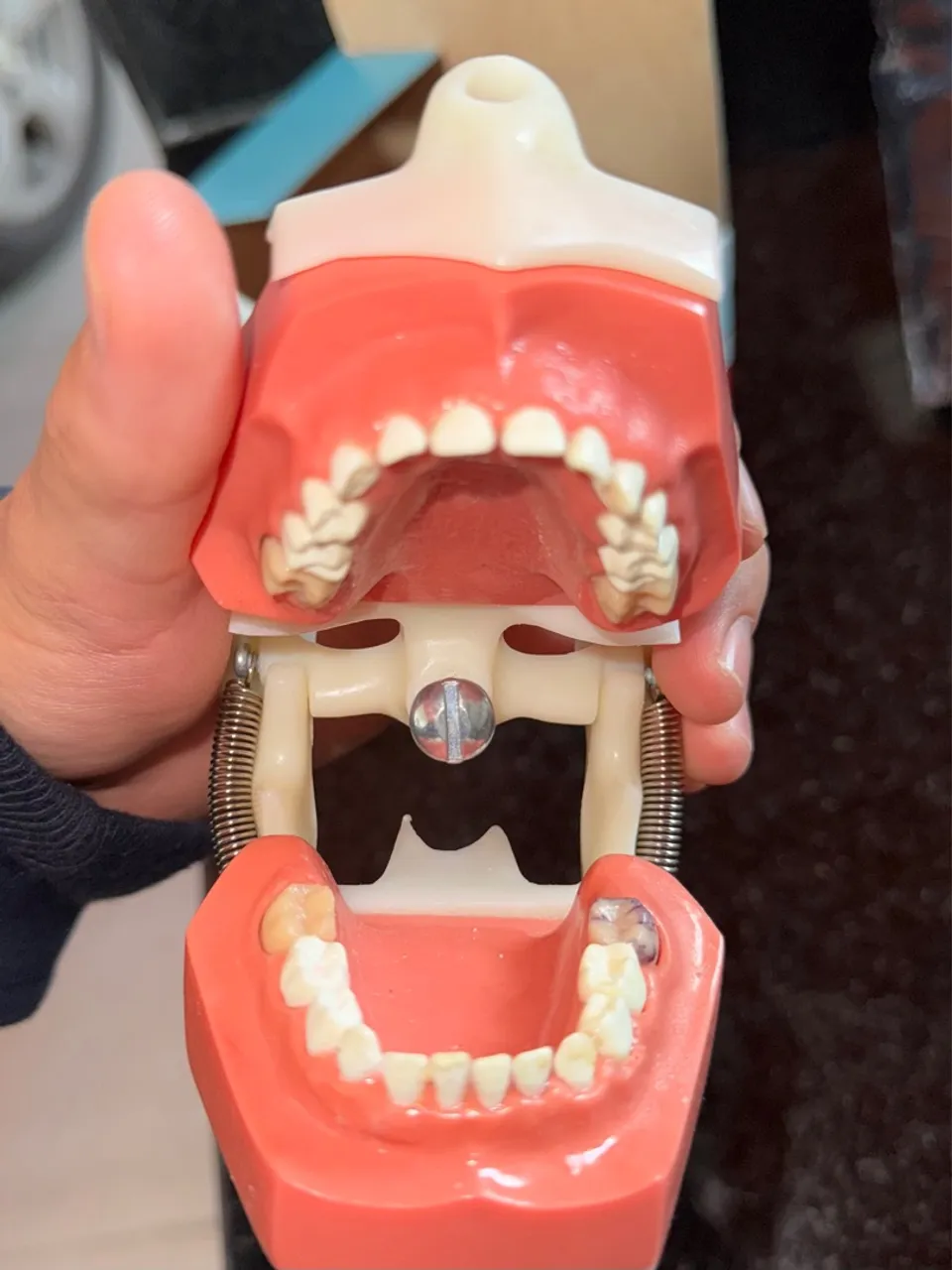 Modelo Anatômico - Boca e Dentes
