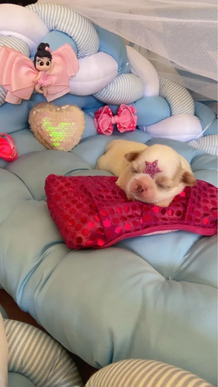Filhote Shih Tzu fêmeas ( VENDA ) @pets.encantados.ms - Foto 2