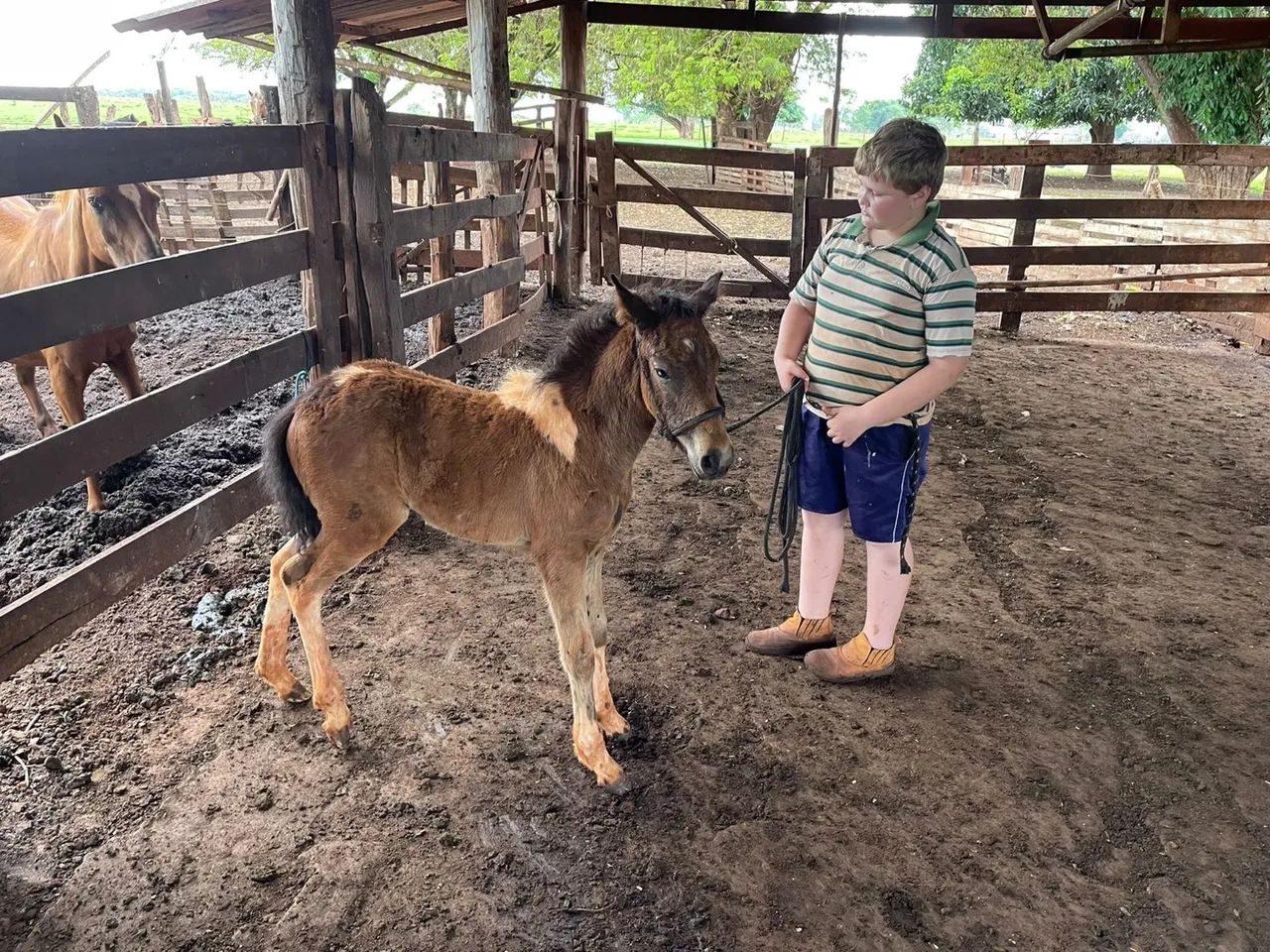 Mine Ponei fêmea  - Foto 3