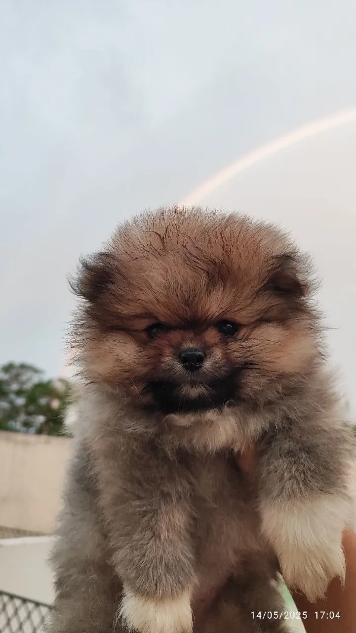 Valor especial lulu da Pomerânia anão fêmea