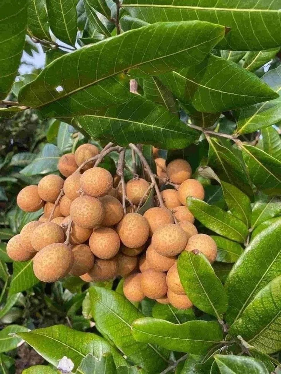 Frutifera Mudas de Pitomba