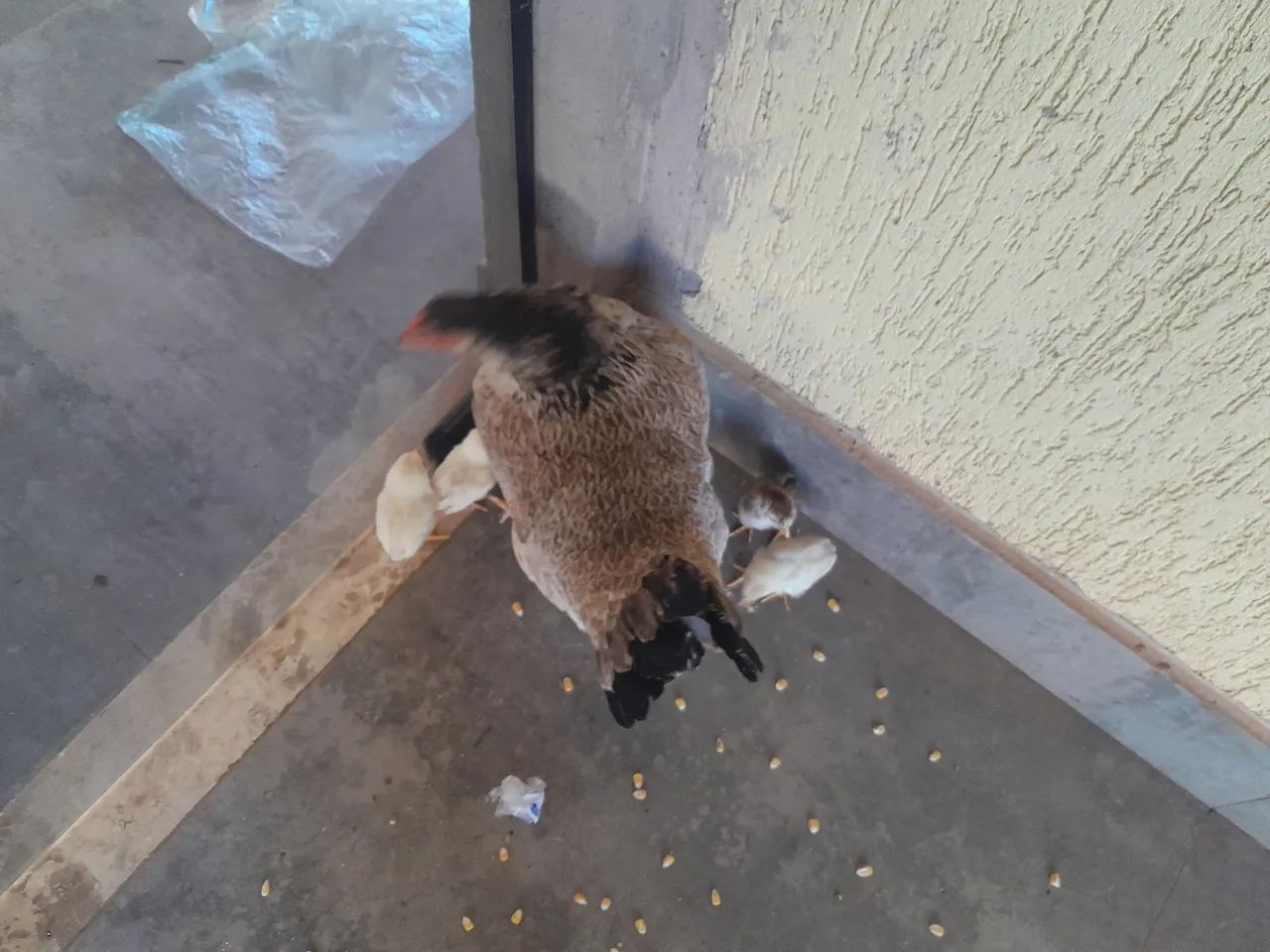 6 Pintos + 1 galinhas  caipira 