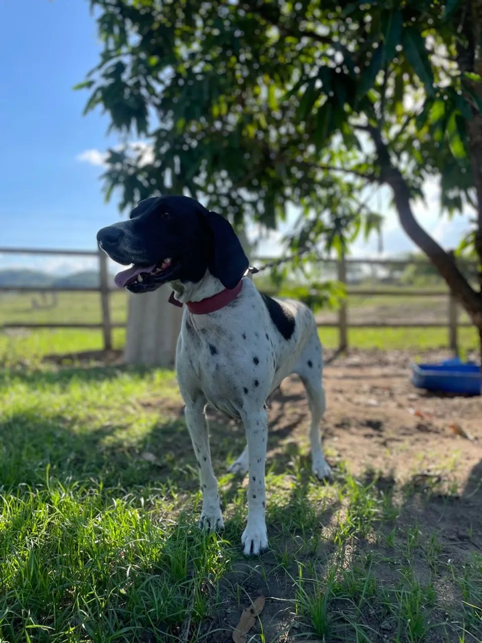 Filhote Pointer inglês, 8meses, vermifugados, vacinado