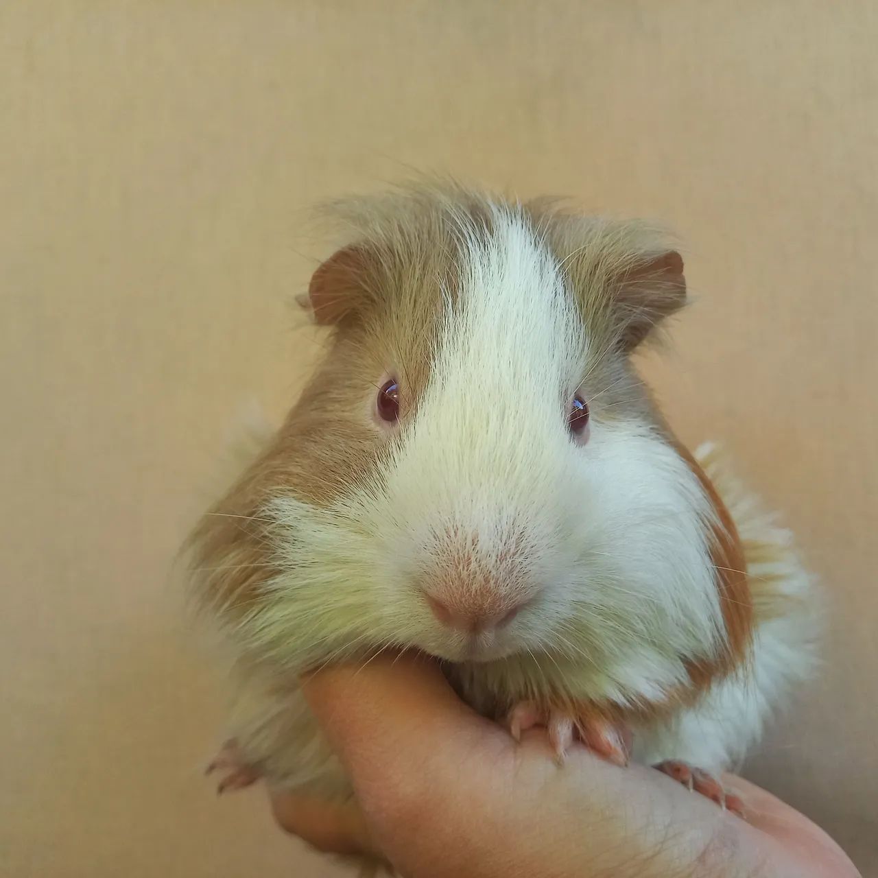 Porquinho da Índia Sheltie Macho Jovem  - Foto 3