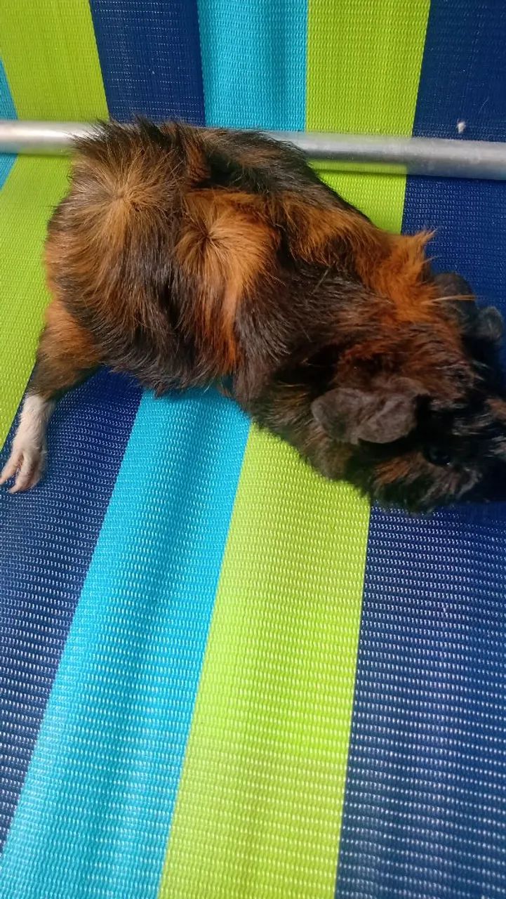 Porquinho da indiaPorquinhos da India da raça 