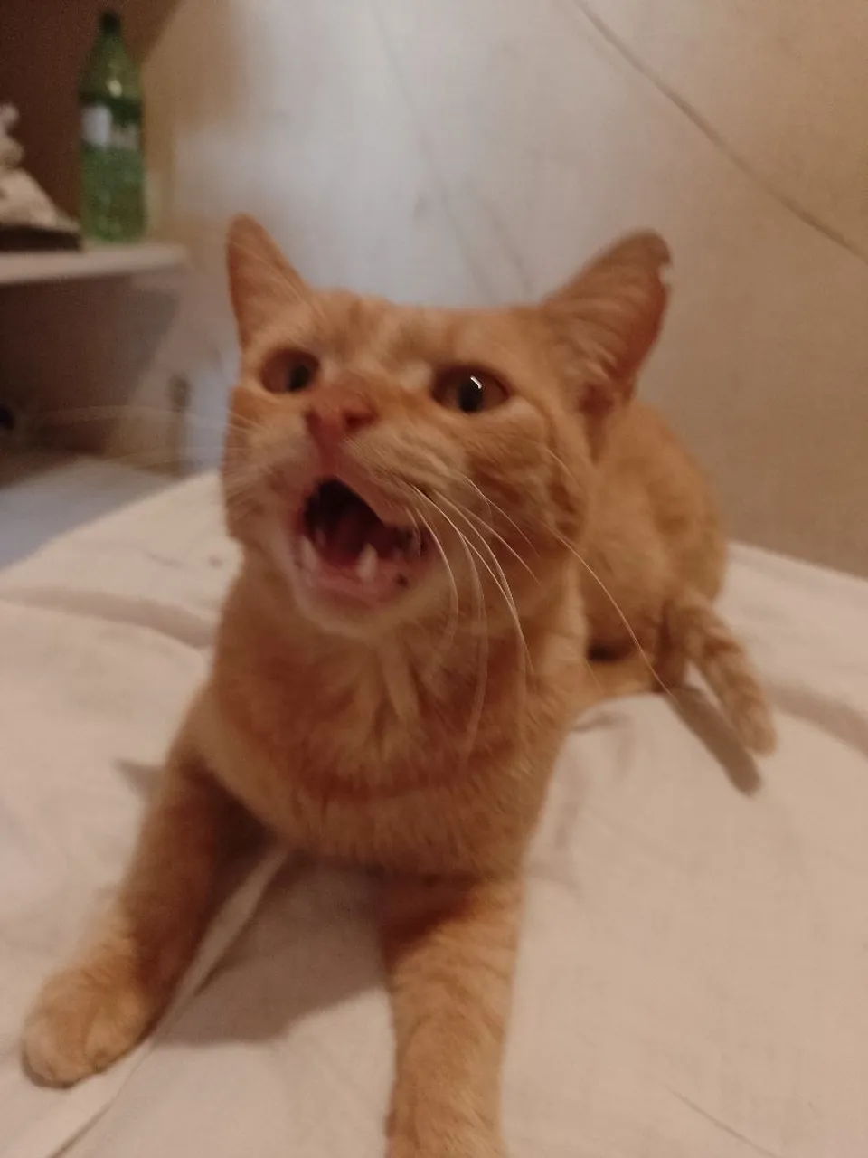 Gatinhos com muito amor a sua espera ?