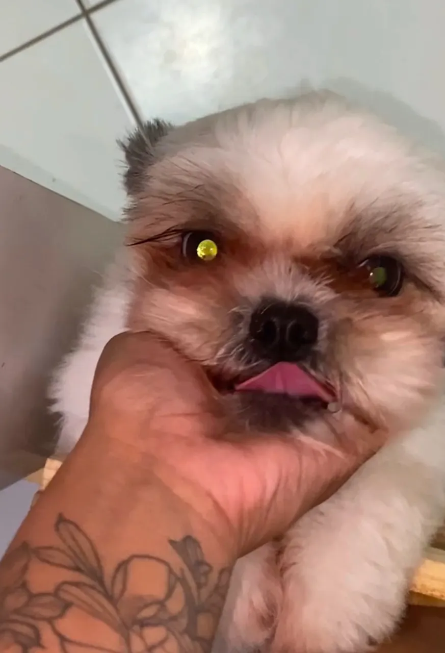 Shih Tzu Super Fofo e Divertido!