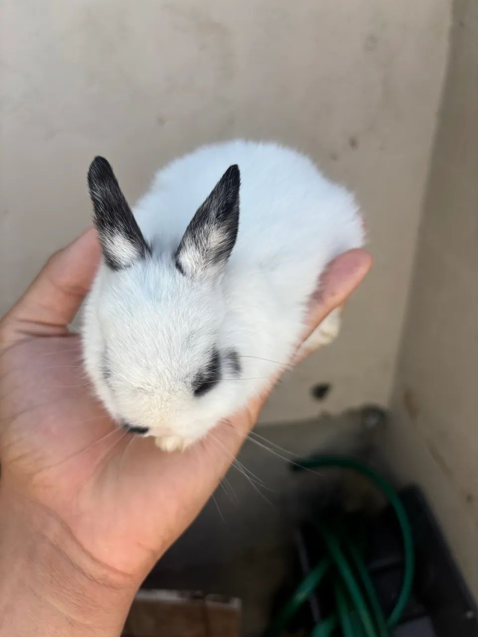 Coelho filhotes mini (Nertland)64706125838339120