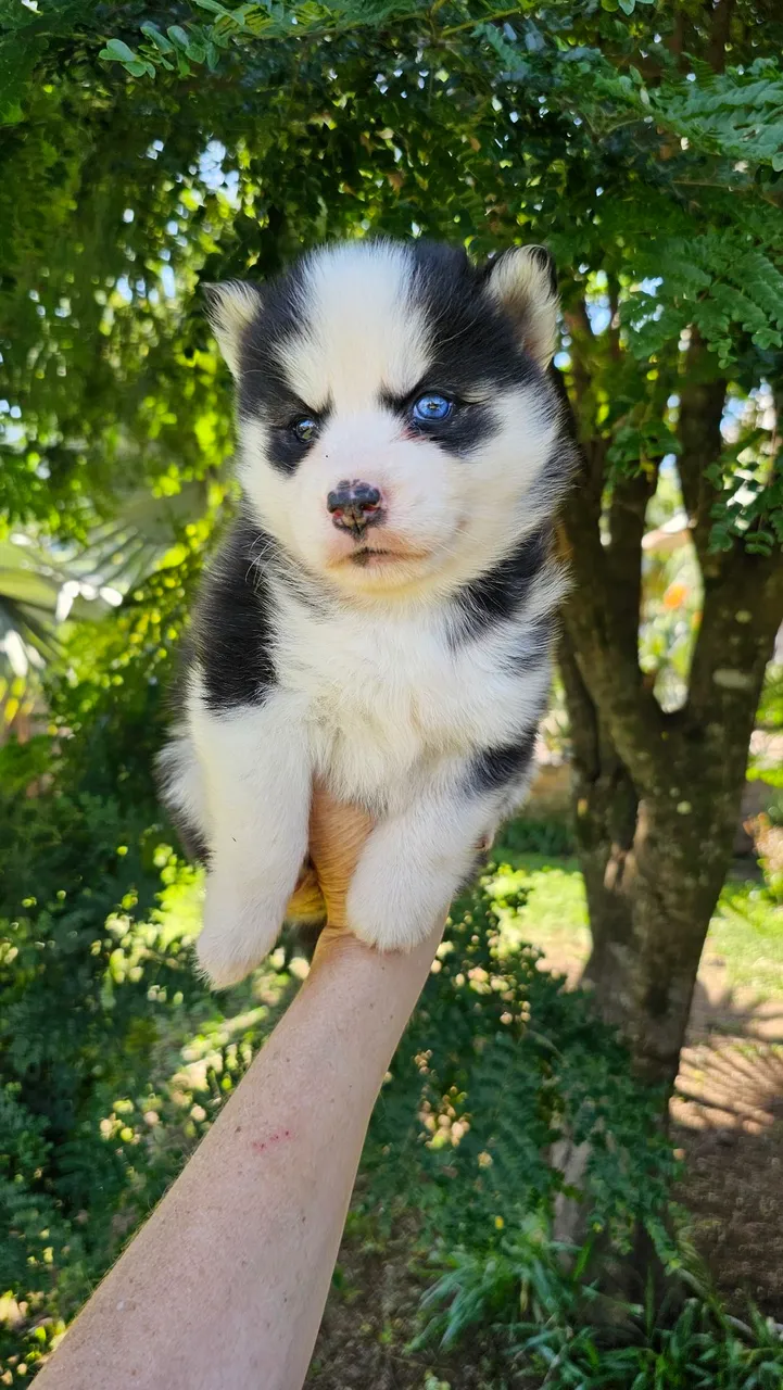 Husky Siberiano excelente linhagem genética 