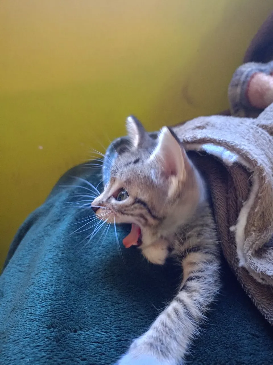 Gatinho Filhote Adorável - Olx