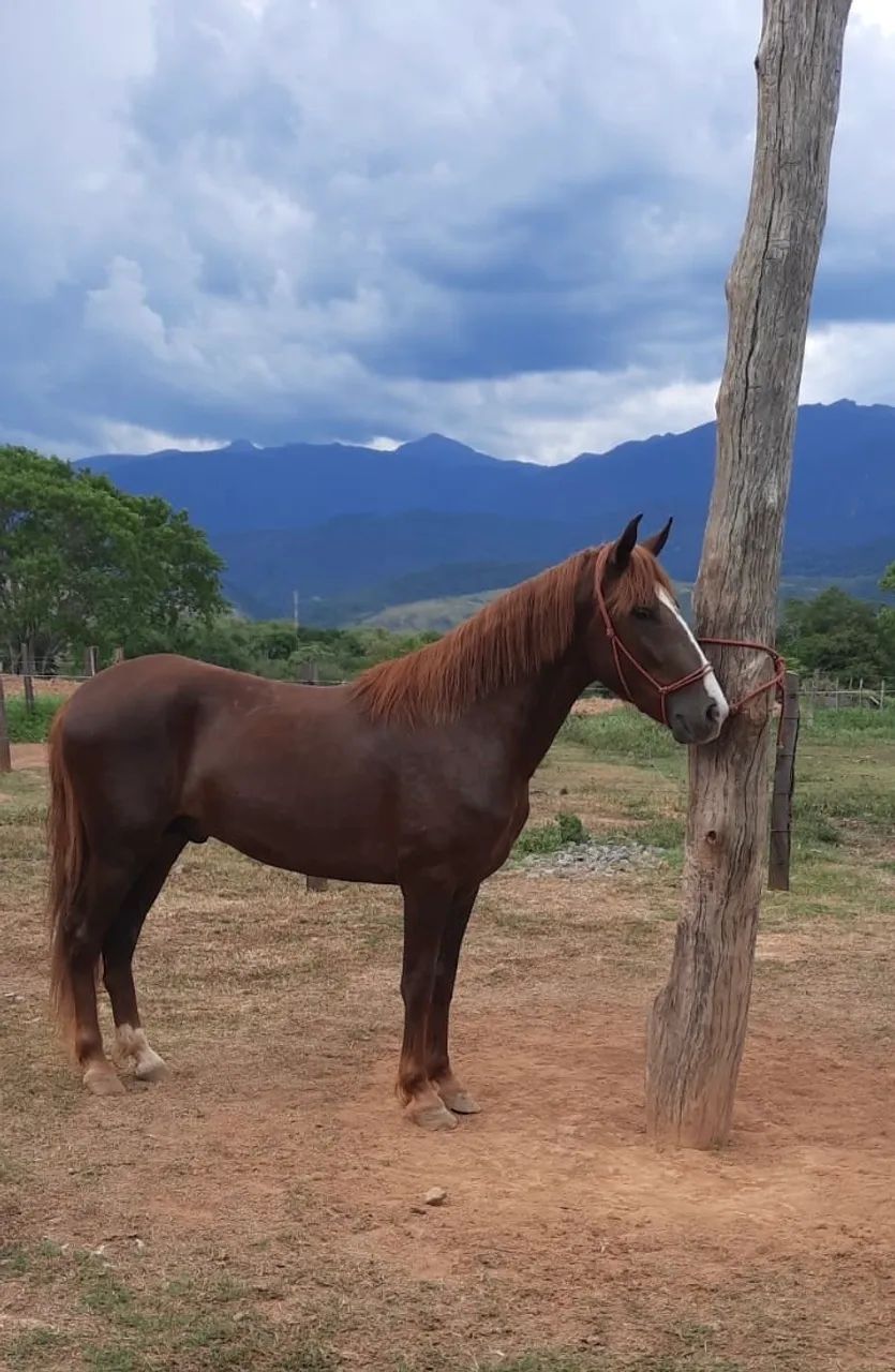 Cavalo Manga Larga Machador Puro e Inteiro 