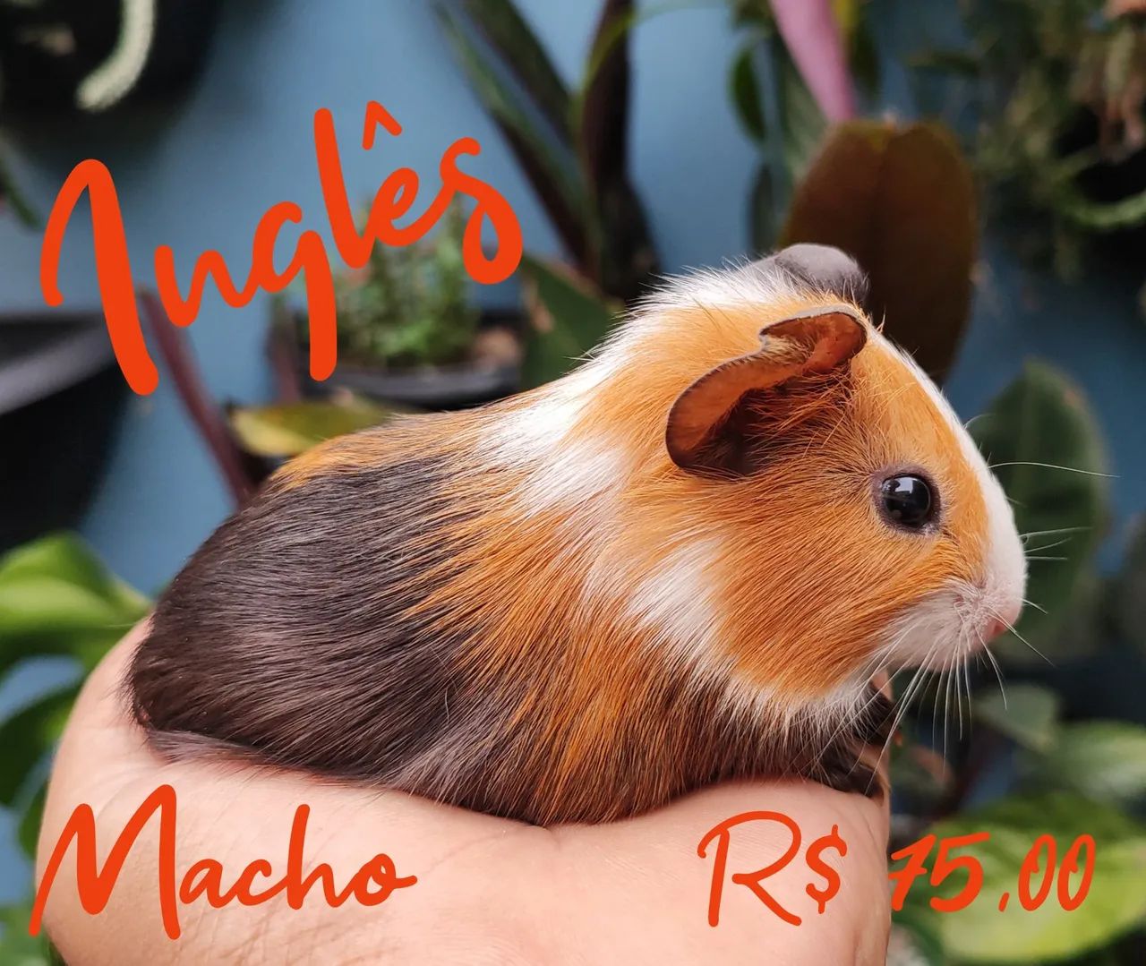 Porquinho da Índia 64606829192833121