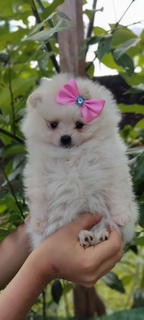 Lulu da pomerania anão (Yorkshire minis )