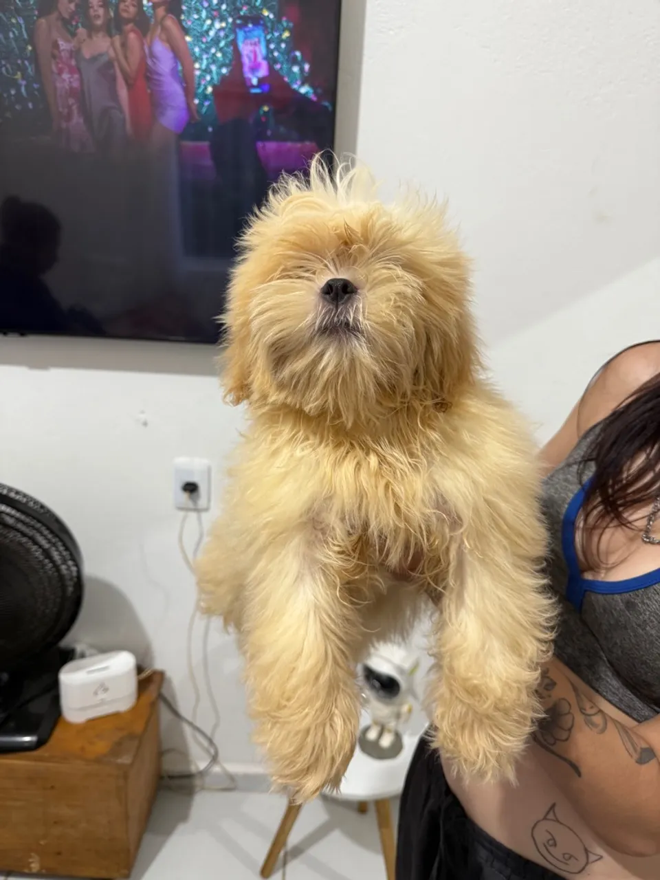 Filhote Shih Tzu para venda