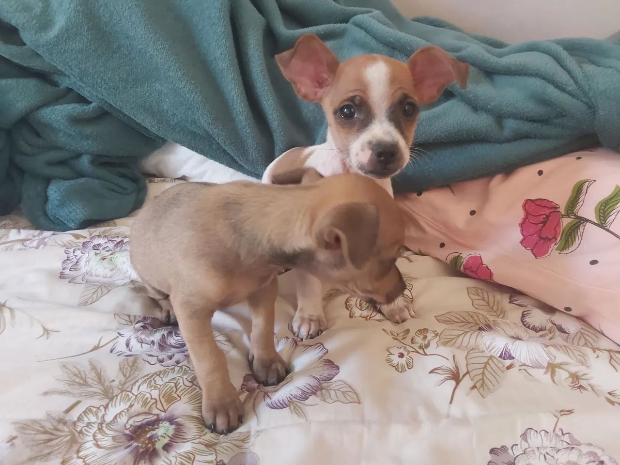 Filhotes de Chihuahua para adoção - Foto 3