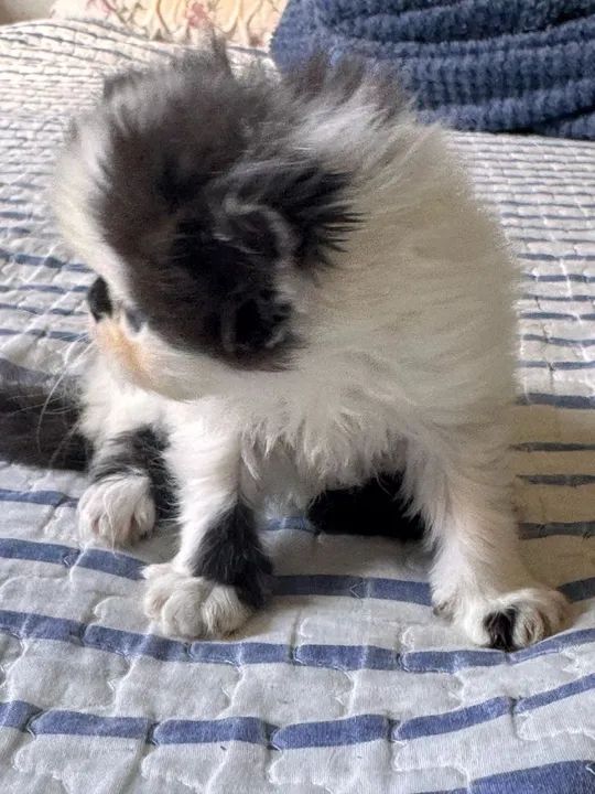 Gatinho Persa disponível  - Foto 4