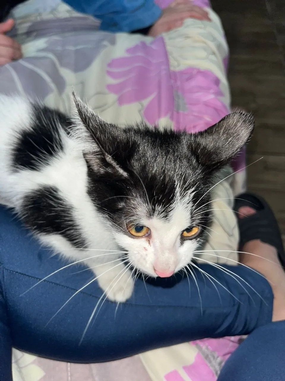 Gatinha Preto e Branco Para Adoção