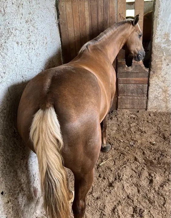 Égua Palomina ( ESTEIRA )