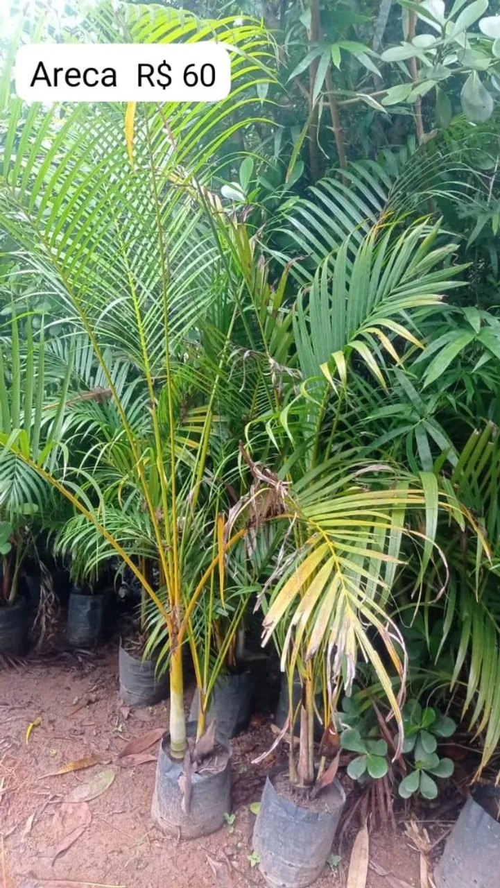 Palmeira Areca - R$ 60