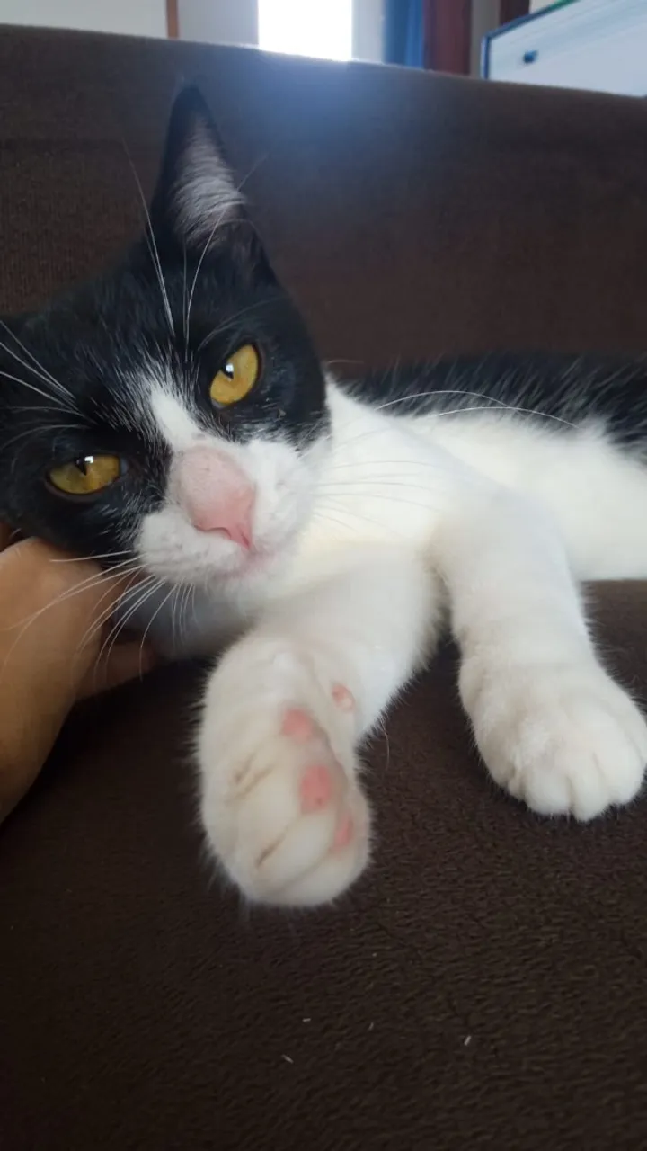 Gatinha fofa, dócil e carinhosa!