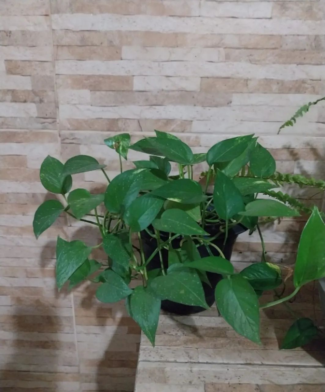 Vaso de Planta + Terra + Gibóia