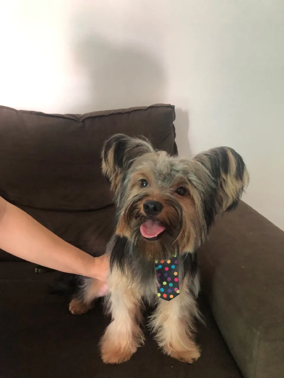 Yorkshire Terrier Fofo