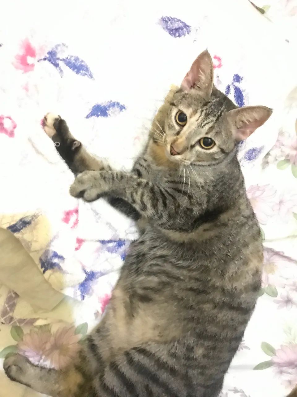 Gatinha castrada para doação responsável  - Foto 5