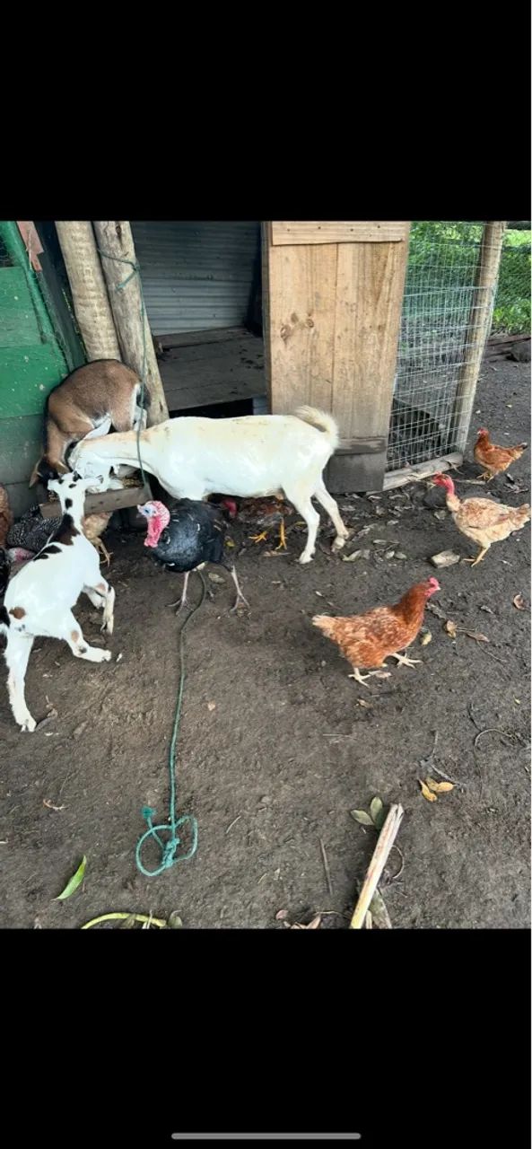  Cabras e Gansos - Foto 2