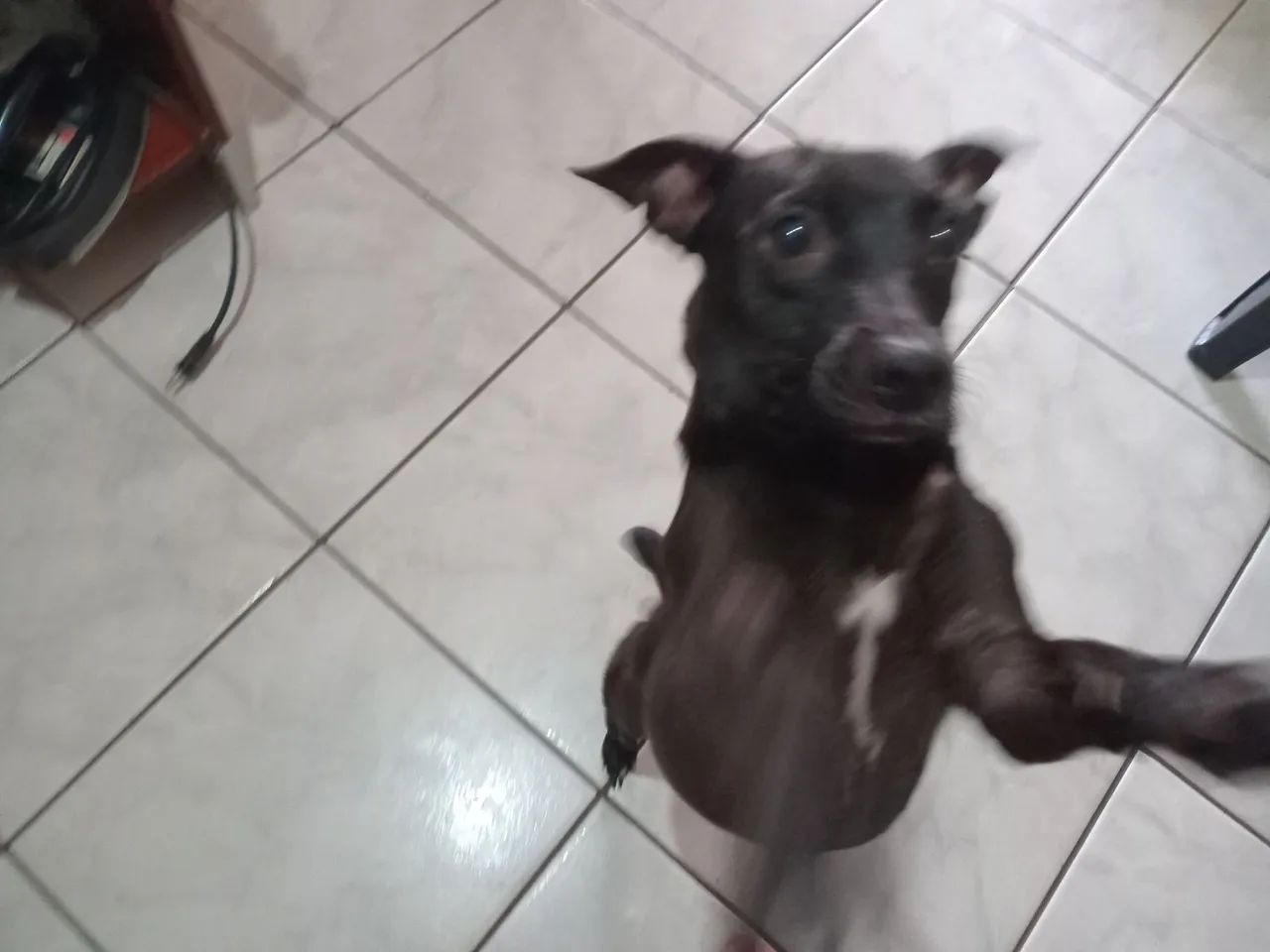 Doa se linda cachorrinha