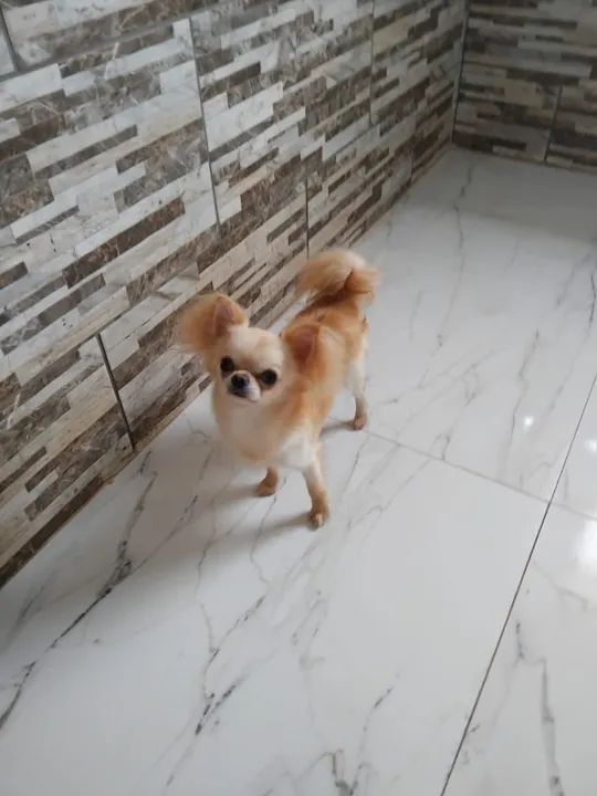 Lindos Filhotes de Chihauha 