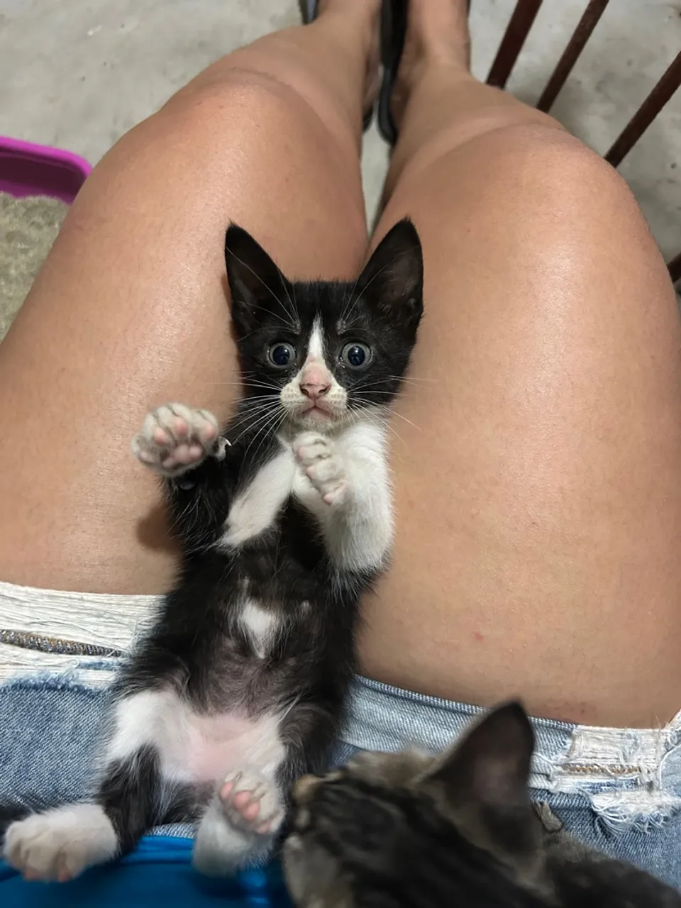 Gatinha frajola para adoção responsável