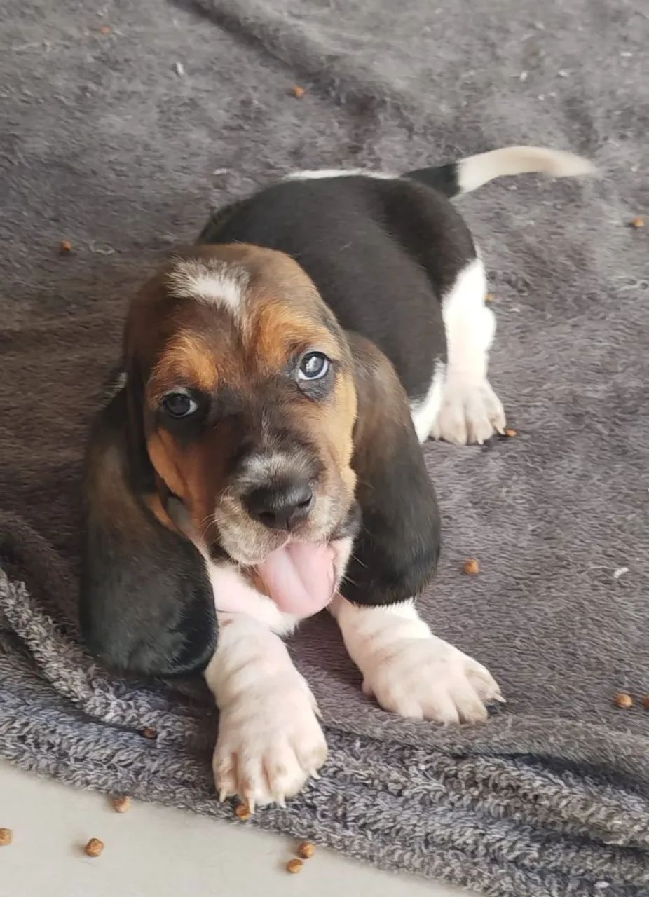 Basset Hound - Foto 2
