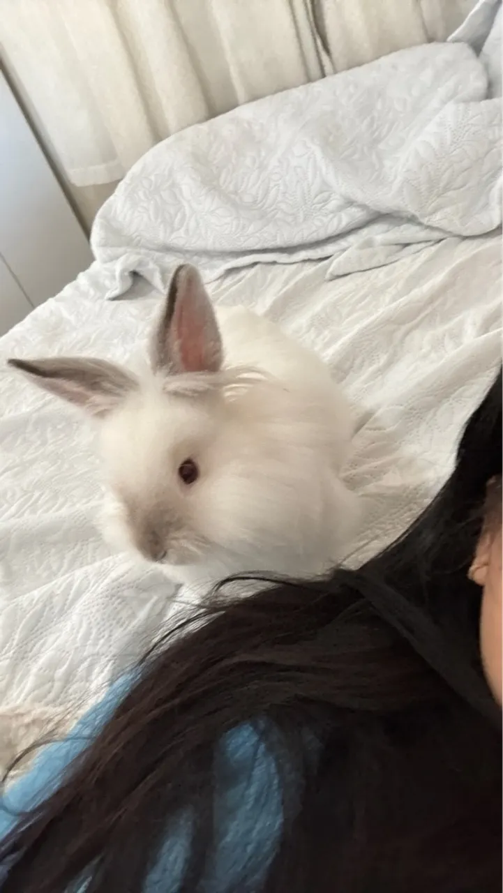 Coelhinho fofo
