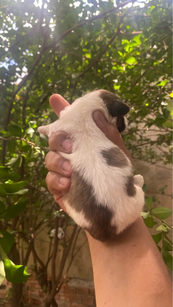 Filhote de cachorro disponível para venda