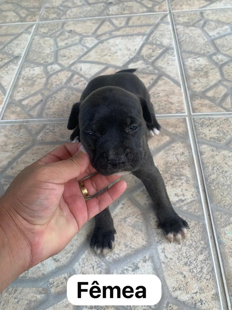 Filhotes de pitbull - Foto 4