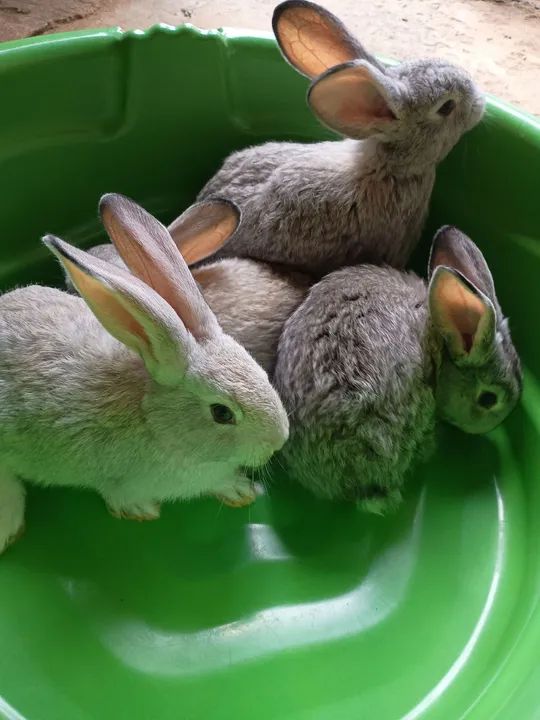 Coelhos gigantes de Flandres  - Foto 4