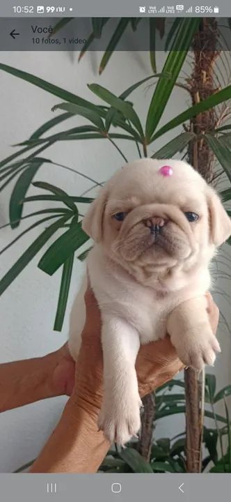 Vendo lindíssimos filhotes de Pug super promoção 