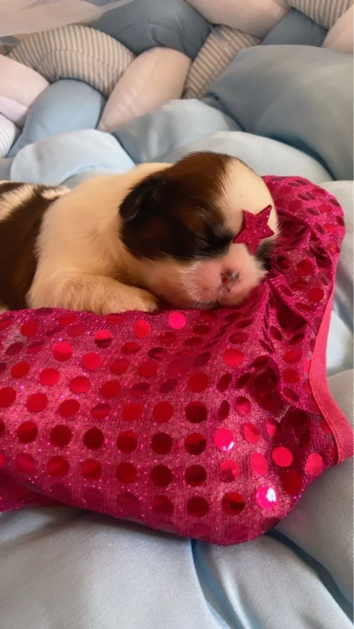 Filhote Shih Tzu fêmeas ( VENDA ) @pets.encantados.ms - Foto 5