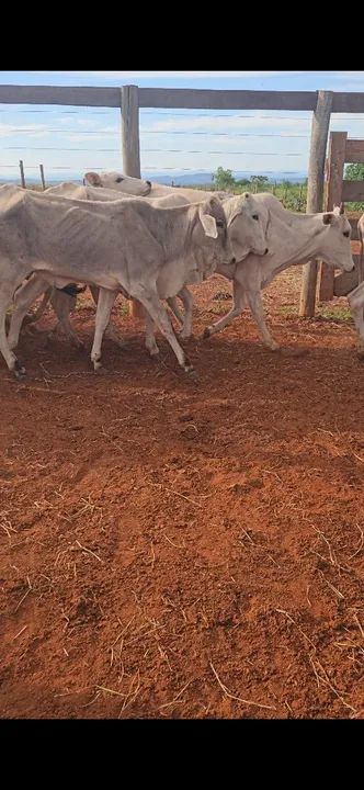 Bezerras nelores - Foto 5