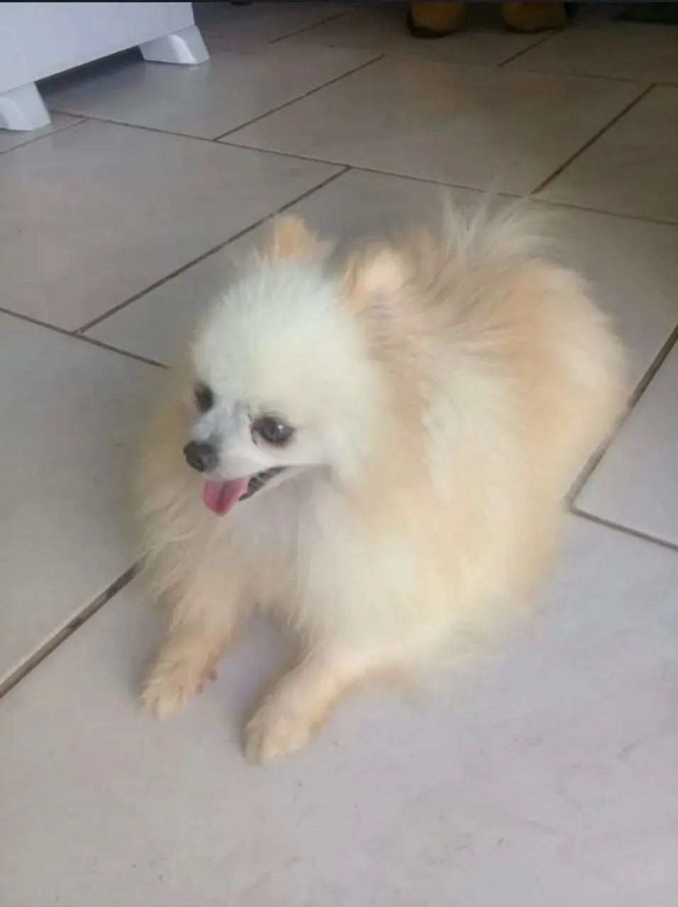 Spitz Alemão Macho anão  - Foto 3