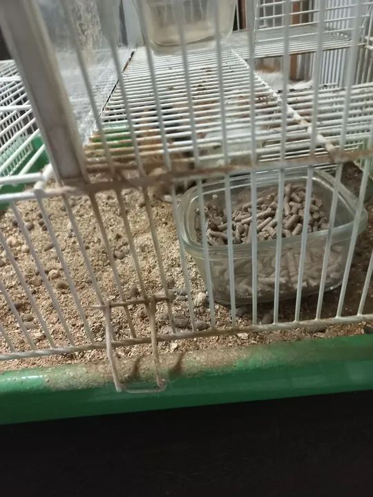 Porquinho da Índia  - Foto 5