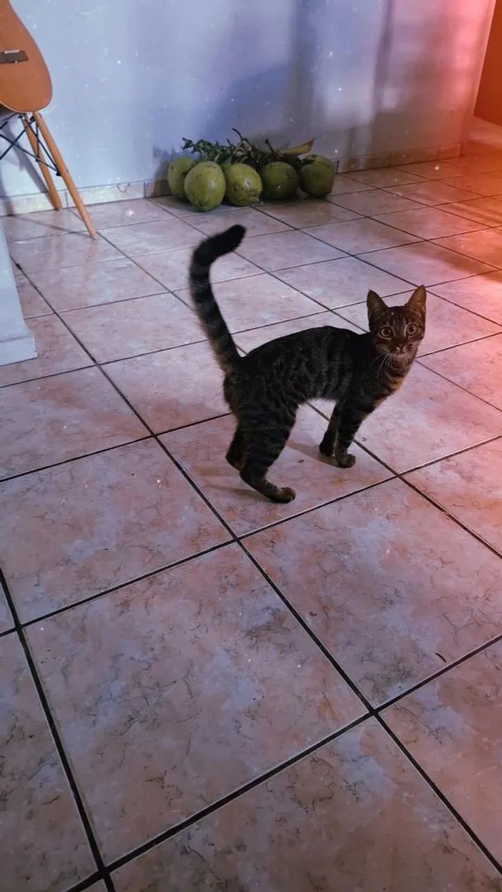 Gatinho Tigrado para adoção - Foto 2