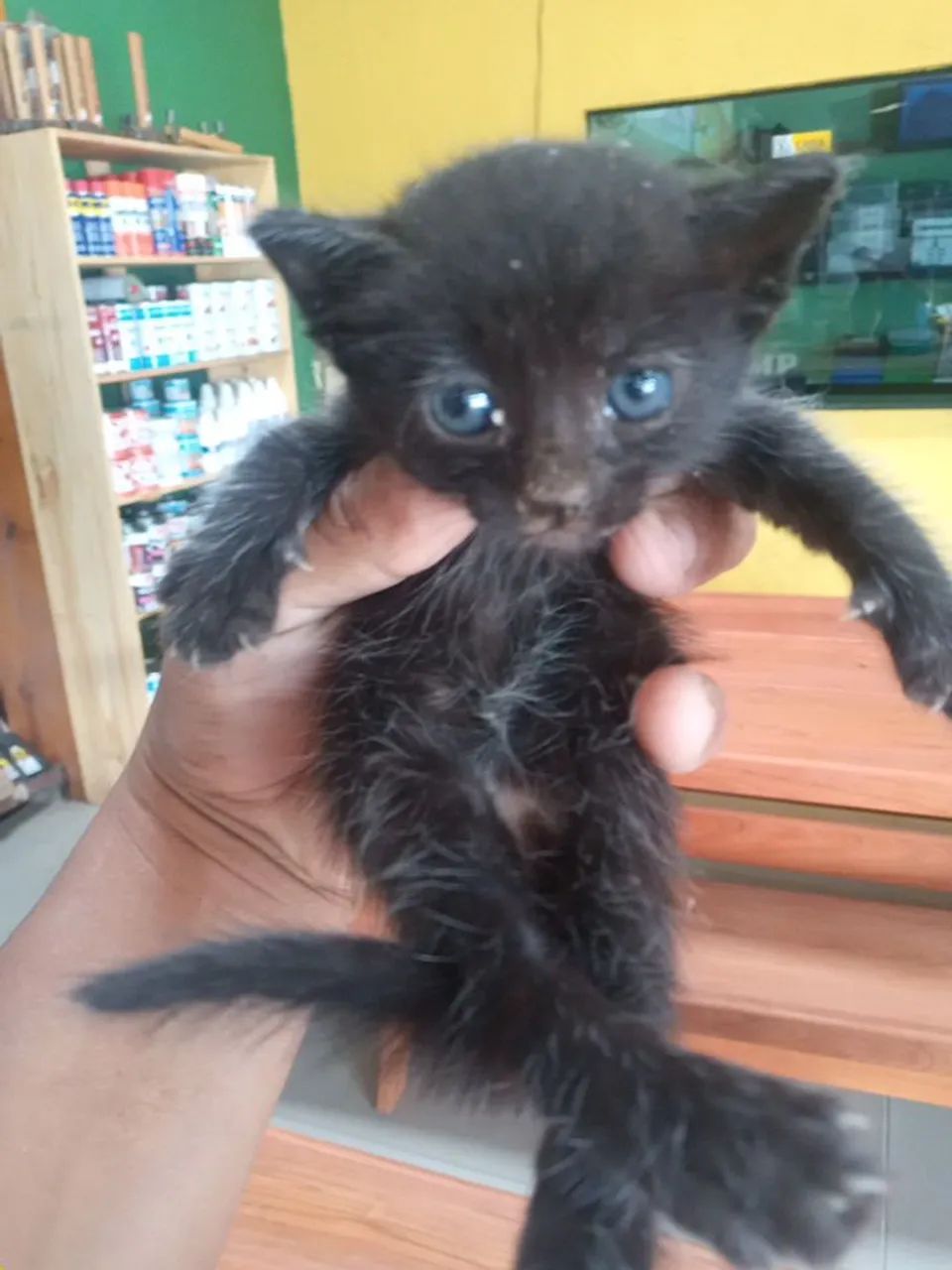 GATO PARA ADOÇÃO  - Foto 3