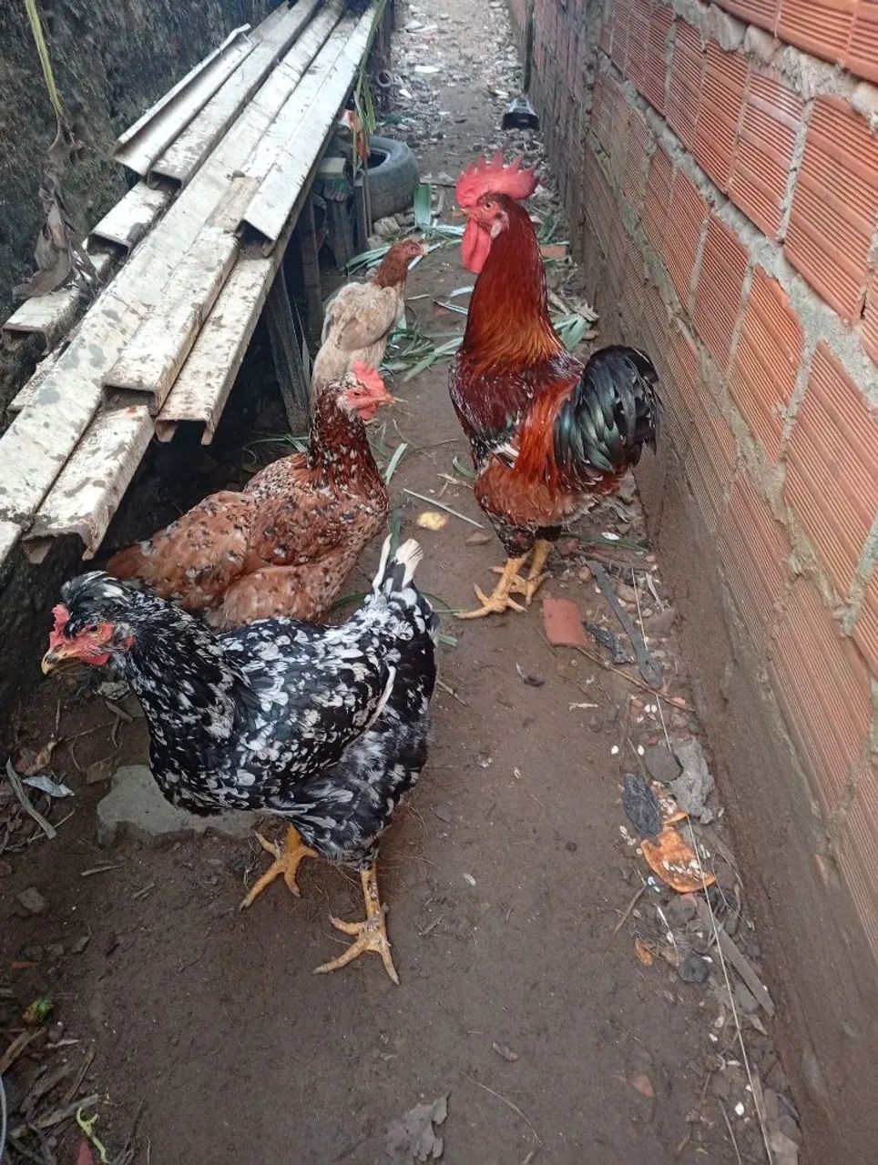 Galinhas e Galo  - Foto 2