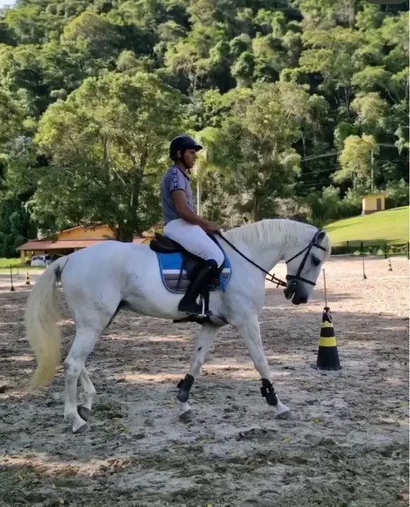 Cavalo Puro Sangue Lusitano - com Registro- salto e adestramento - Foto 3