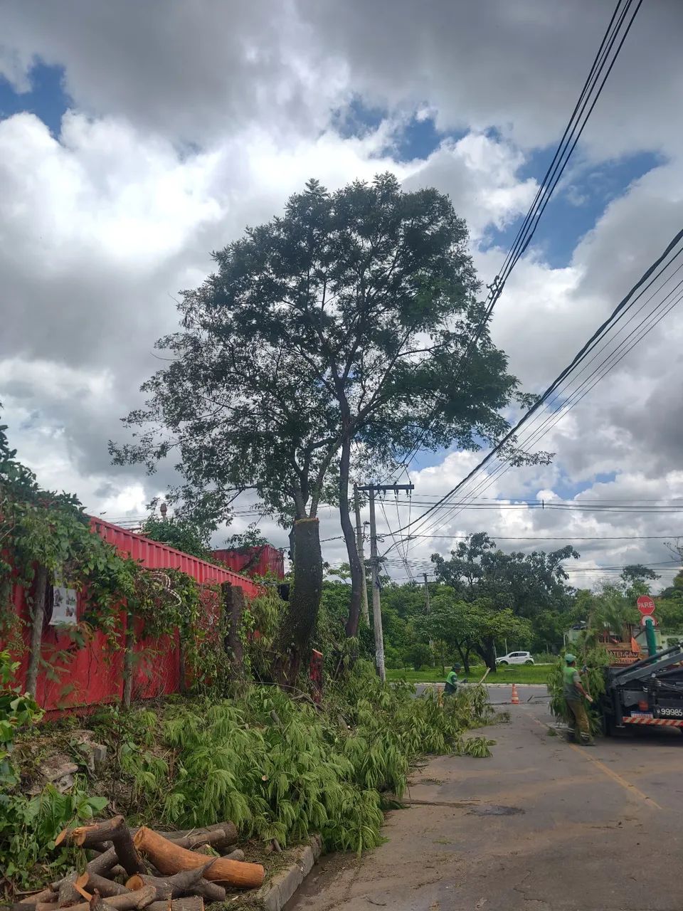 SERVIÇOS DE PODÁ E CORTE DE ÁRVORES EM GERAL...  - Foto 2